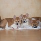 Sora con los hermanos
